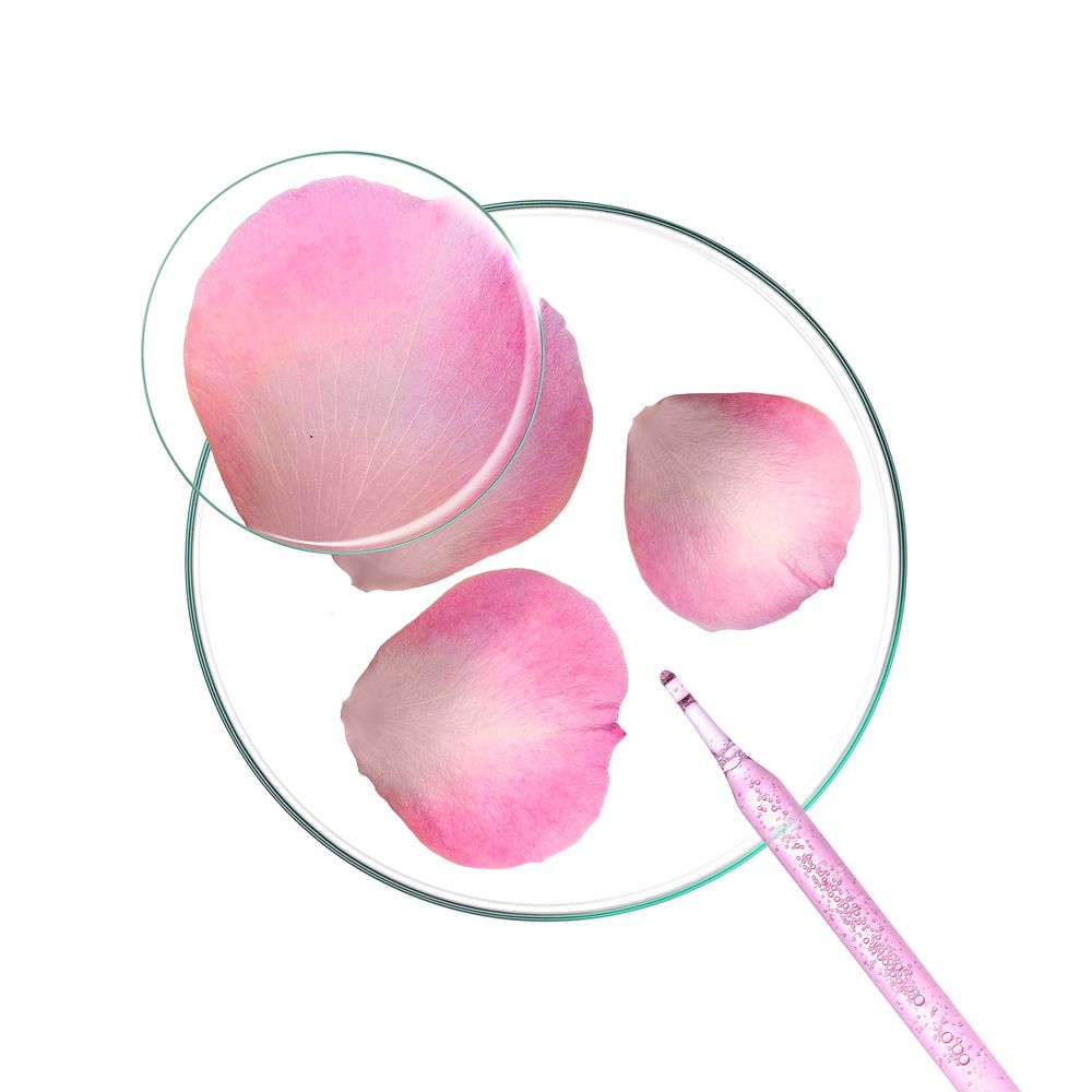 Capsula di Petri con petali rosa. Pipetta con liquido rosa. Primo piano.