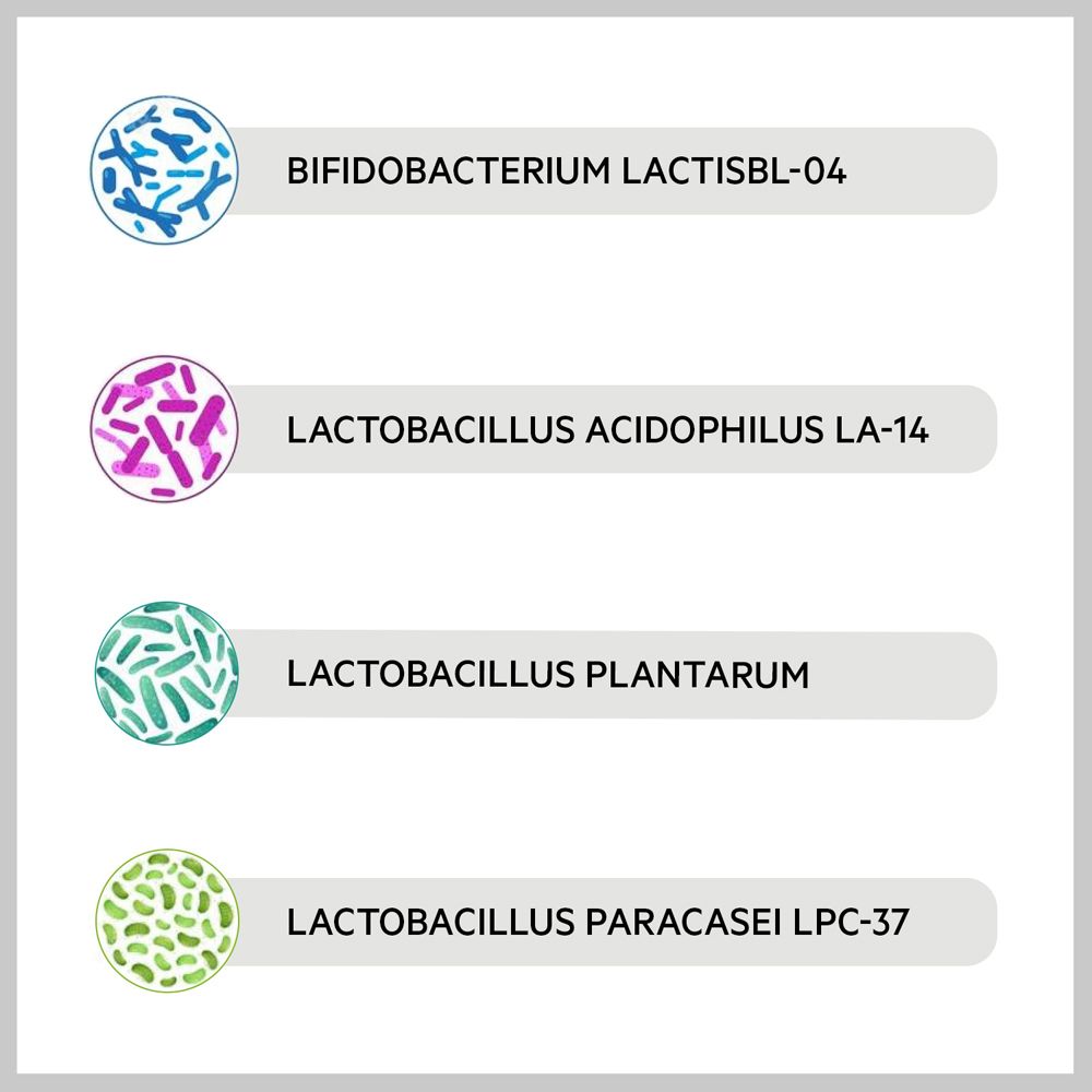 Rappresentazioni microscopiche di quattro tipi di probiotici: Bifidobacterium lactisBL-04, Lactobacillus acidophilus LA-14, Lactobacillus plantarum, Lactobacillus paracasei LPC-37.