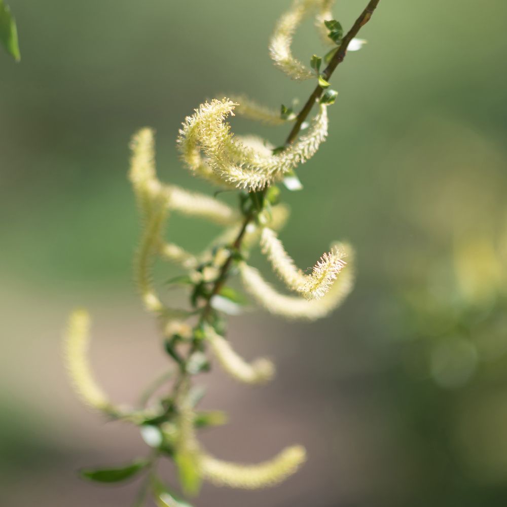 RAUSCH Balsamo Speciale Alla Corteccia Di Salice