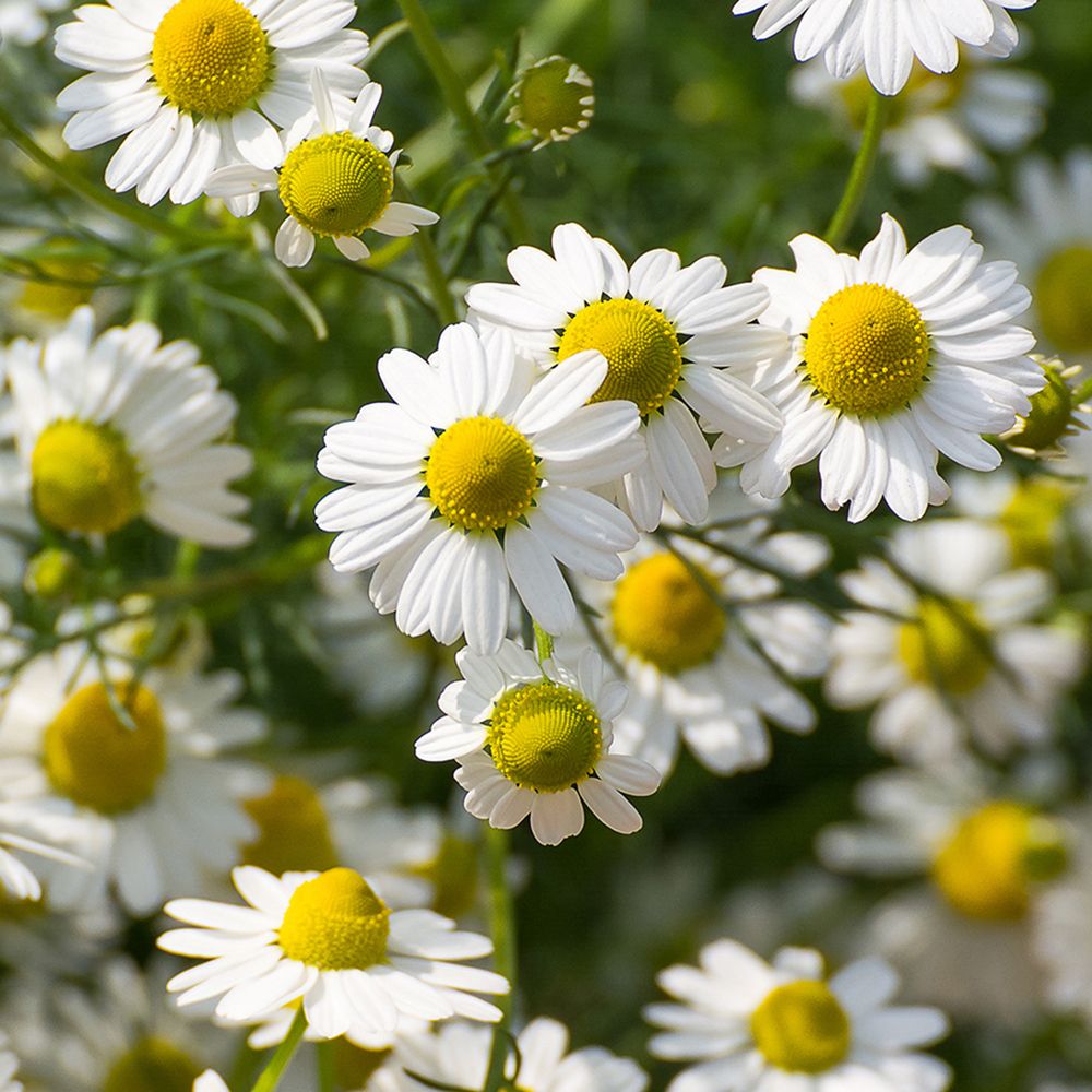 RAUSCH Balsamo Trattante Alle Erbe Svizzere