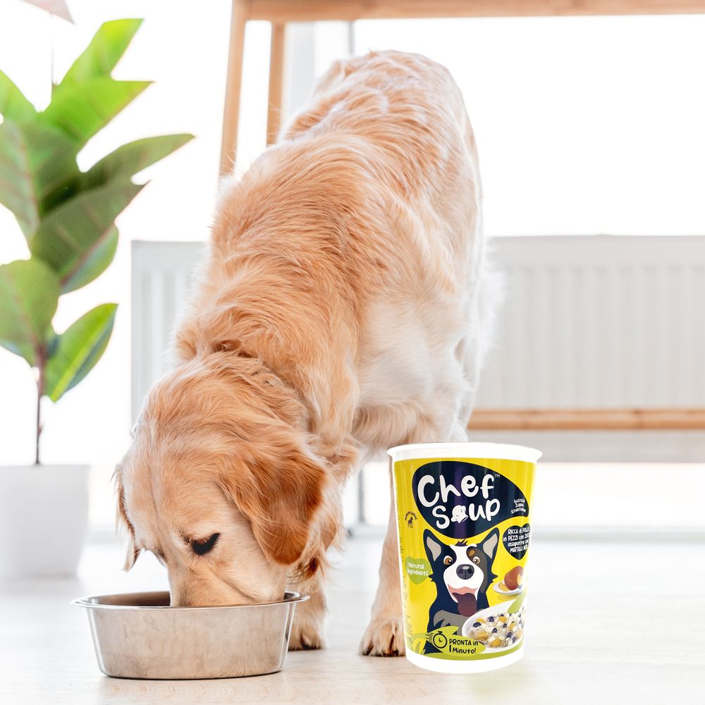 Golden Retriever mangia da una ciotola in acciaio inossidabile. Accanto, una tazza gialla con logo "Chef Soup" e illustrazione di cane.