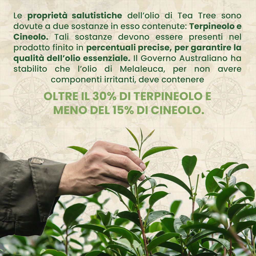 Mano che raccoglie foglie di tea tree. Informazioni sugli ingredienti.