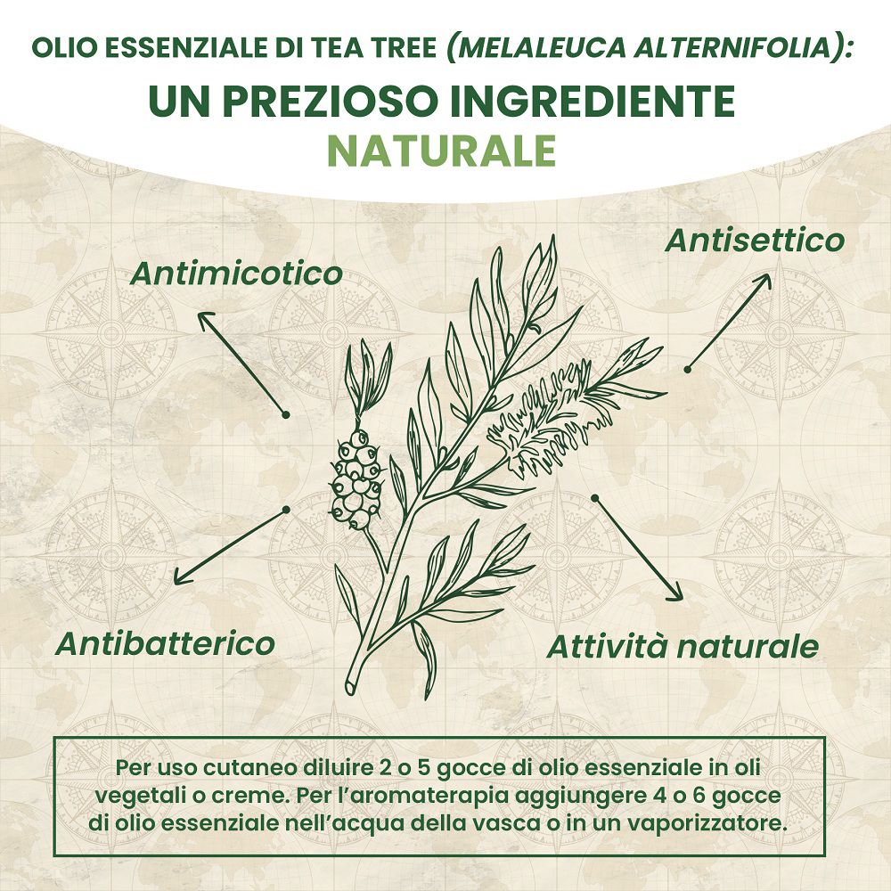 Ramo con foglie di tea tree. Proprietà: antimicotico, antisettico.