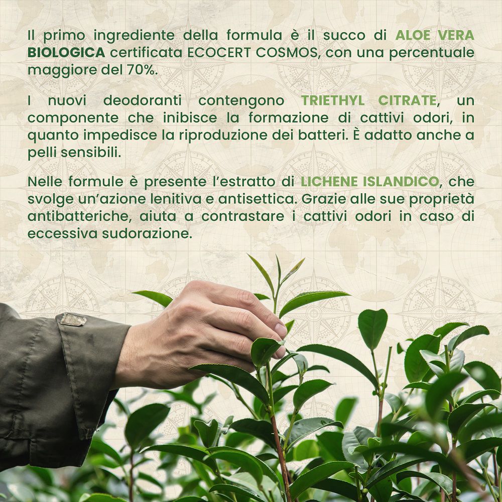 Mano che raccoglie foglie di tè per mostrare gli ingredienti naturali del deodorante.