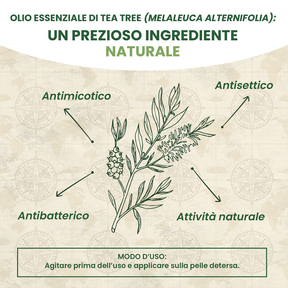 Illustrazione di rami di tea tree con frecce che ne descrivono le proprietà.