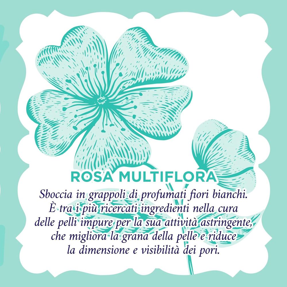 Testo su Rosa Multiflora. Descrive l'effetto sulla pelle.