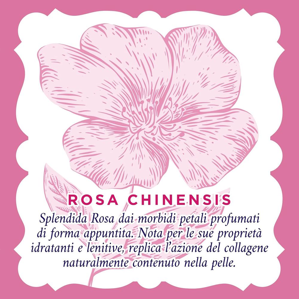 Disegno floreale di Rosa Chinensis su sfondo rosa. Il testo descrive le proprietà della rosa.