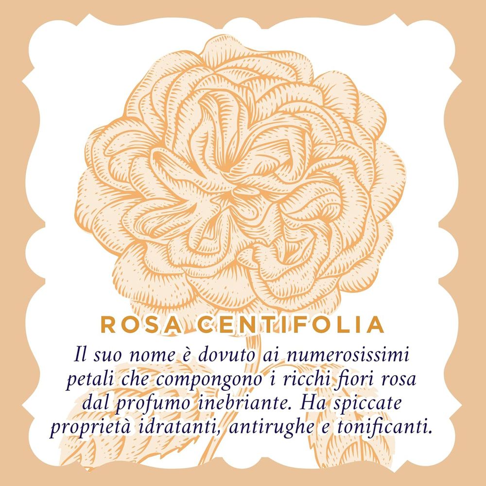 Disegno di una rosa con testo. Descrive la rosa Centifolia e le sue proprietà.