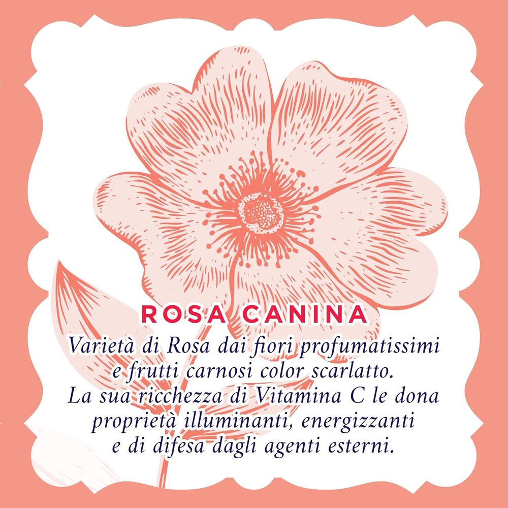 Illustrazione di una rosa con testo. Descrive la Rosa Canina. Testo su sfondo rosa.