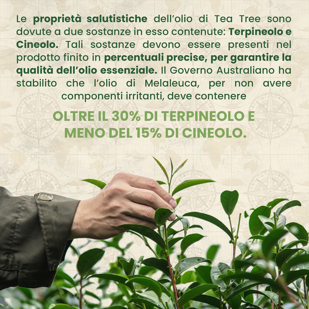 Mano che raccoglie foglie di tè, evidenziando le proprietà curative dell'olio di tea tree.