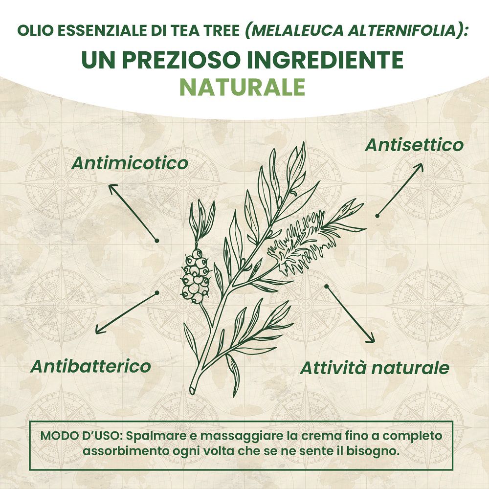 Illustrazione di foglia di tè con frecce che puntano a "Antimicotico", "Antisettico", "Antibatterico".