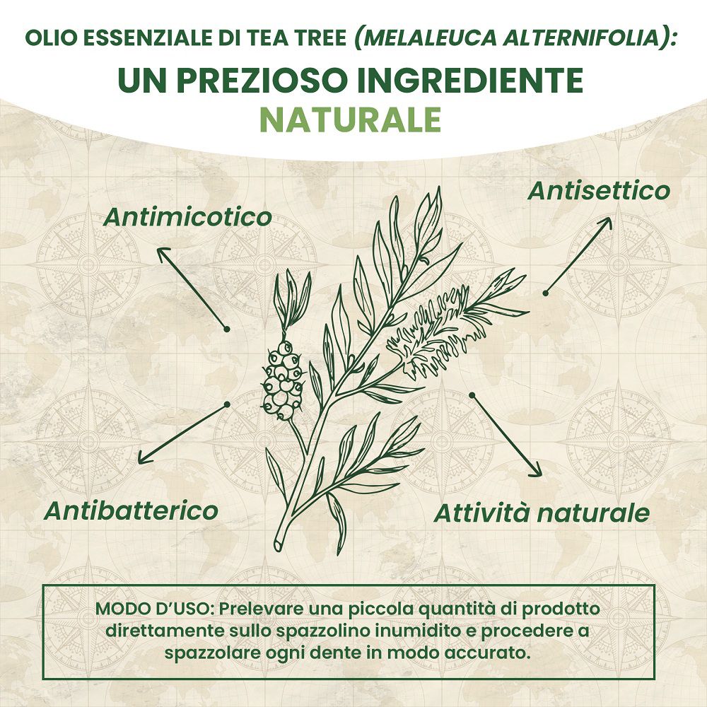 Illustrazione di rami di tea tree con etichette per proprietà antimicotiche e antibatteriche.