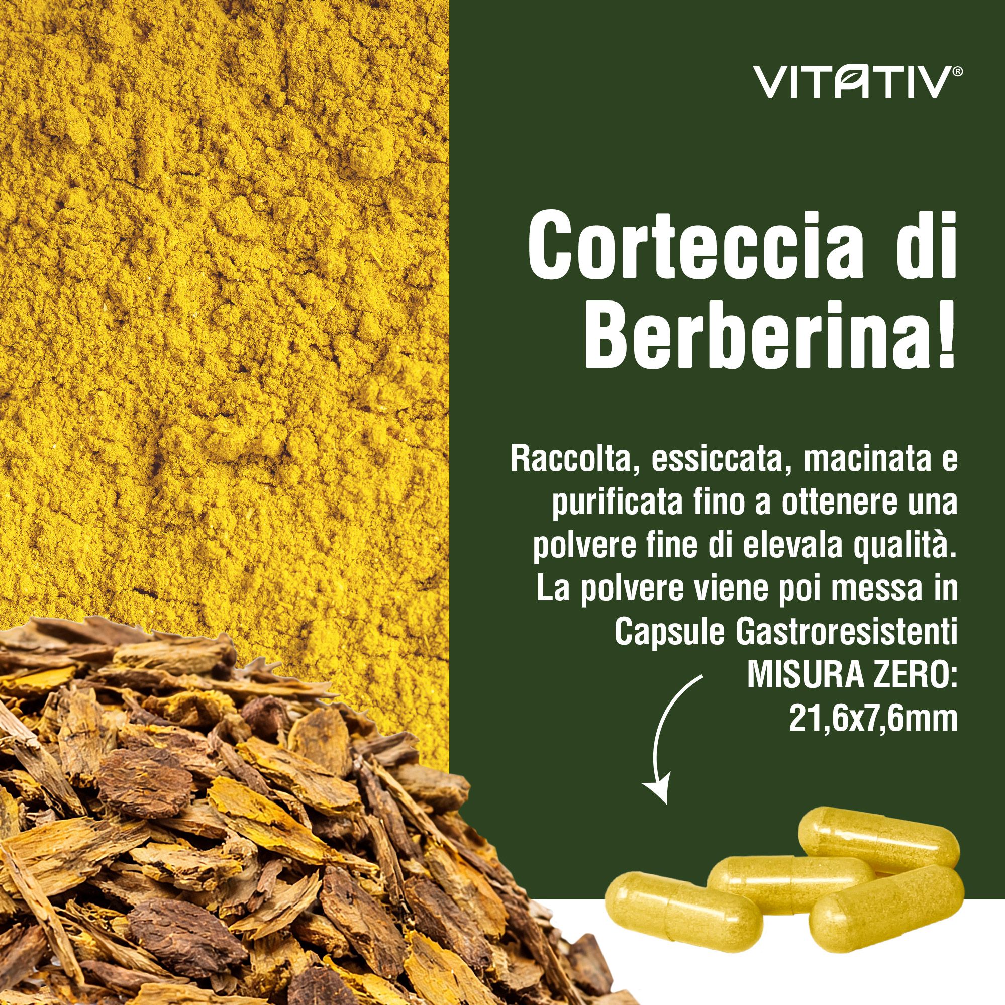 VITATIV® Berberina da Berberis Aristata in 180 Capsule Gastroresistenti da 300mg, HCl Alta Purezza