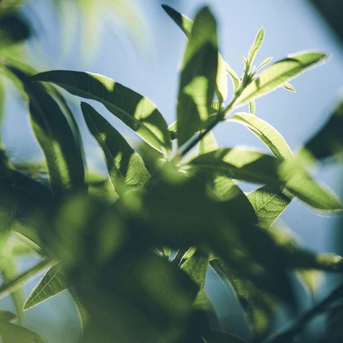 Primo piano di foglie verdi con luce solare. Le foglie sono nitide, lo sfondo sfocato.