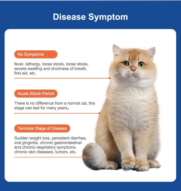 Informazioni sui sintomi FIV nei gatti, con immagine di gatto e descrizioni testuali.