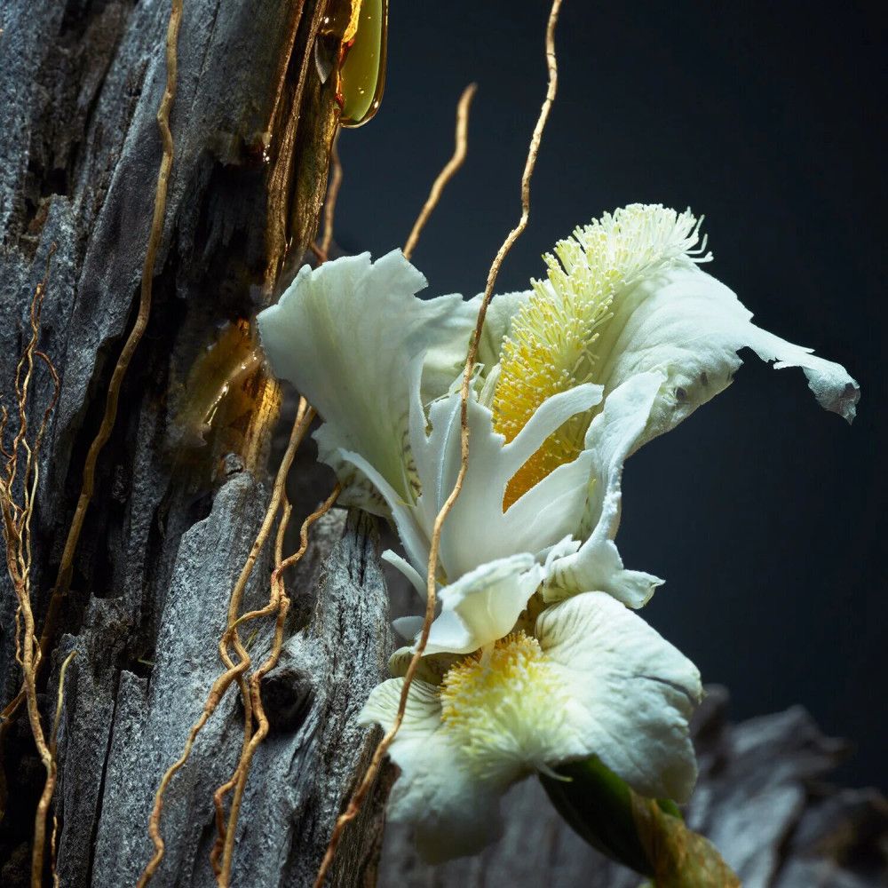 Primo piano di un fiore bianco con dettagli gialli, circondato da viticci dorati e legno.