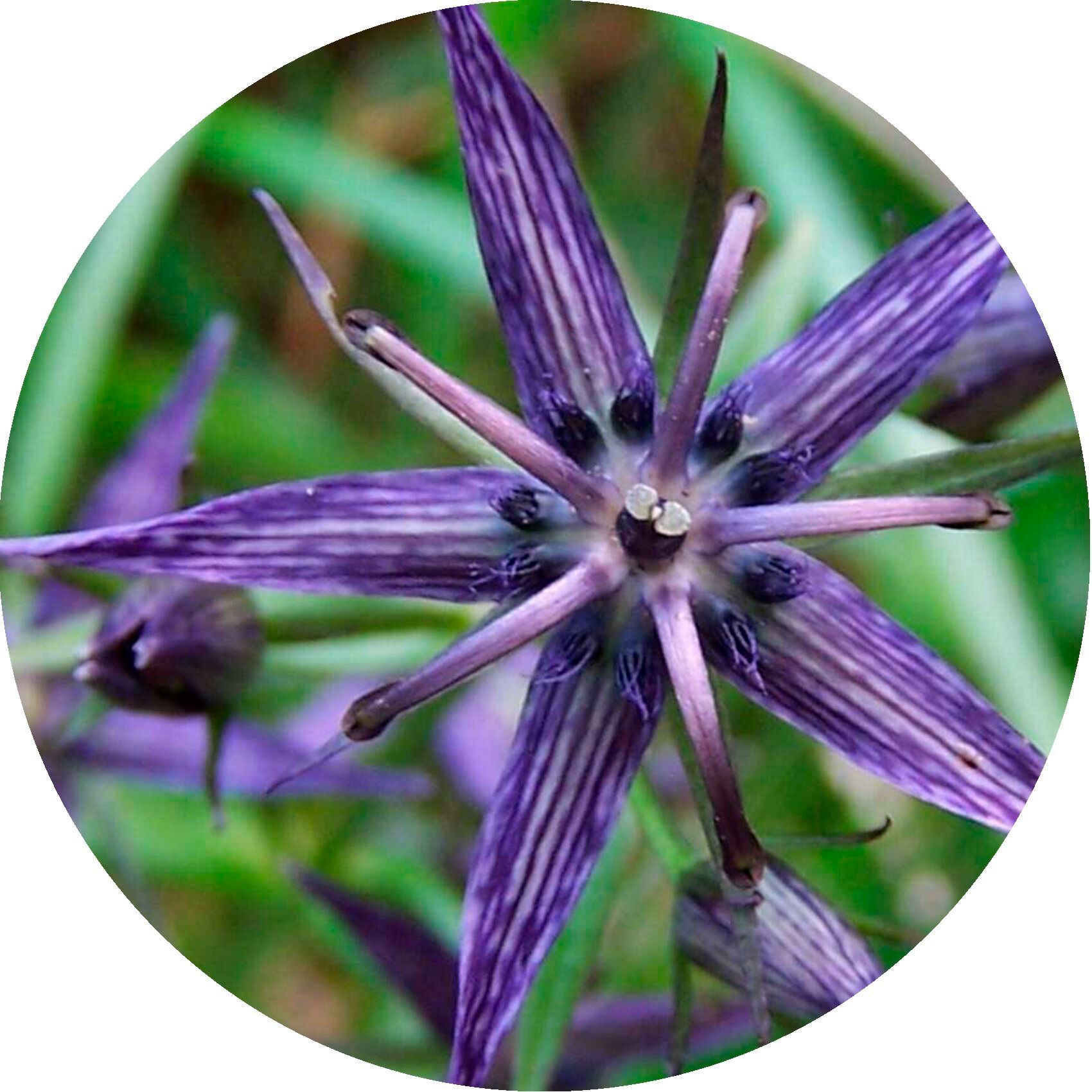 Primo piano di un fiore viola con petali a forma di stella. Il fiore è posto in un cerchio verde.