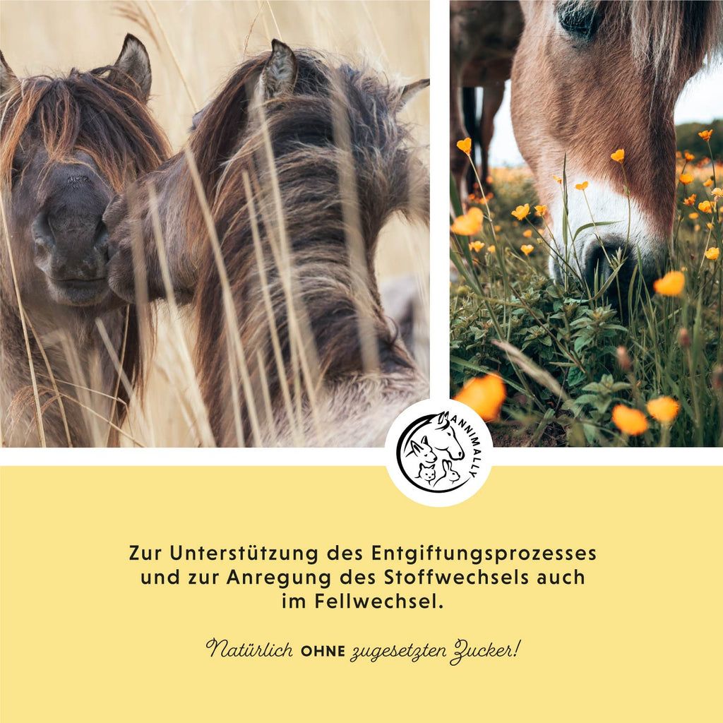 Cavalli su sfondo giallo. Testo per supportare la disintossicazione e il metabolismo. Logo con cavallo, coniglio e gatto. Senza zucchero.