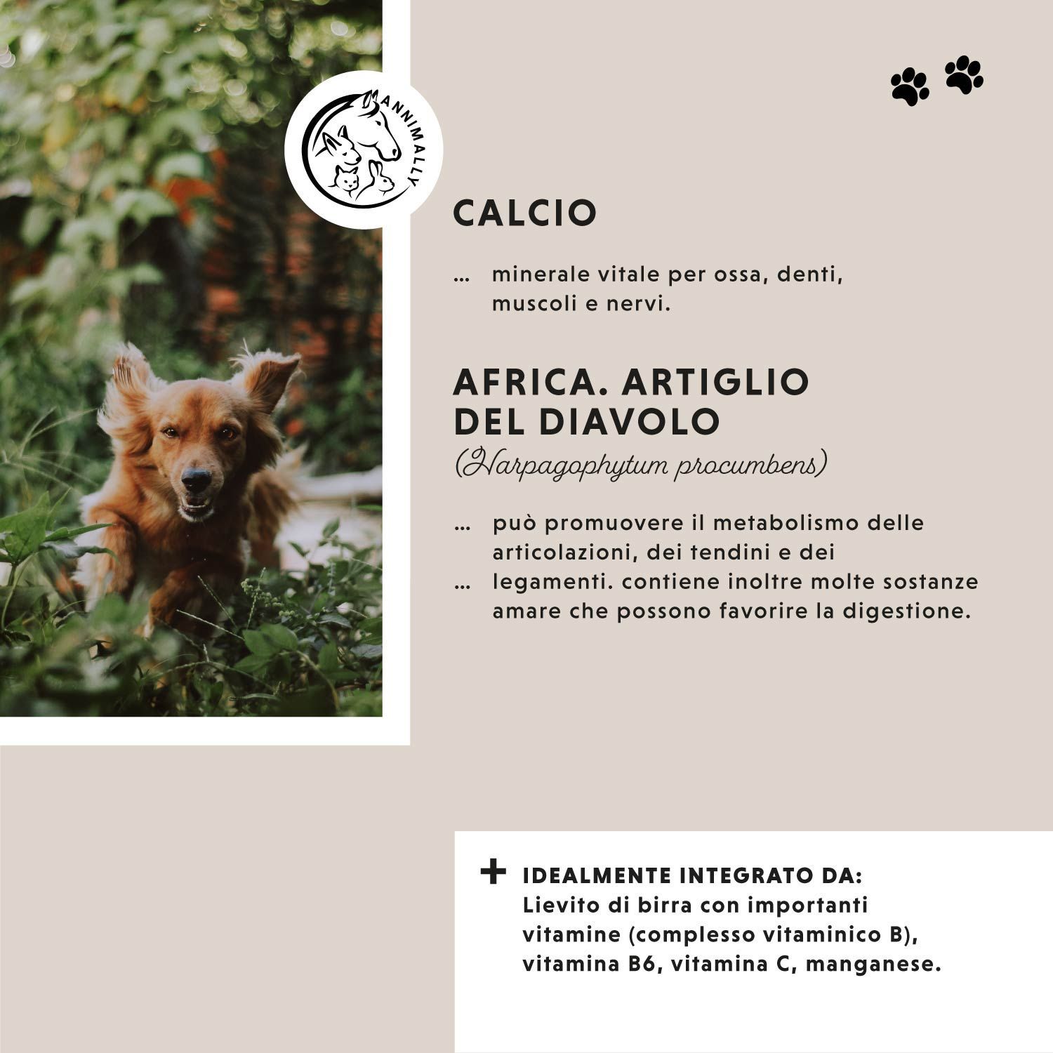 Tabella di testo con ingredienti: Calcio, Artiglio del diavolo africano. Cane nell'erba.