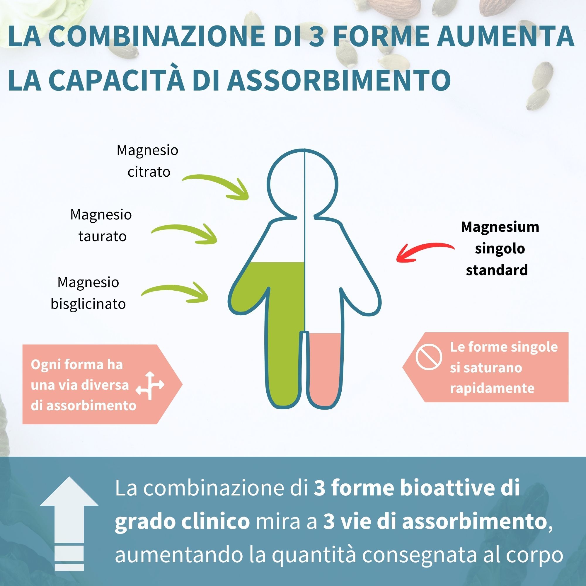 Grafico che illustra la combinazione di 3 forme di magnesio per l'assorbimento corporeo.