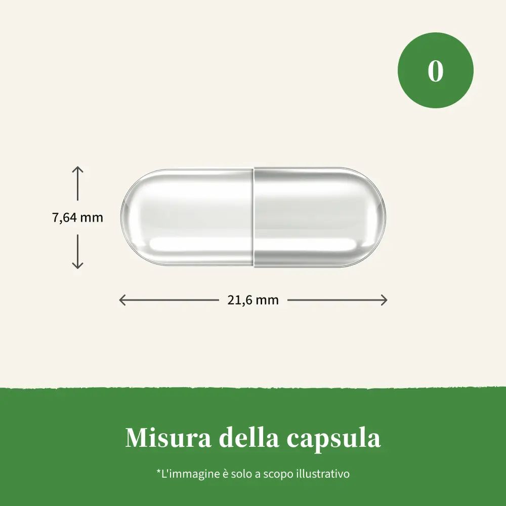 Capsula trasparente, con misure: 21,6 mm di lunghezza, 7,64 mm di diametro. Testo: Misura della capsula.