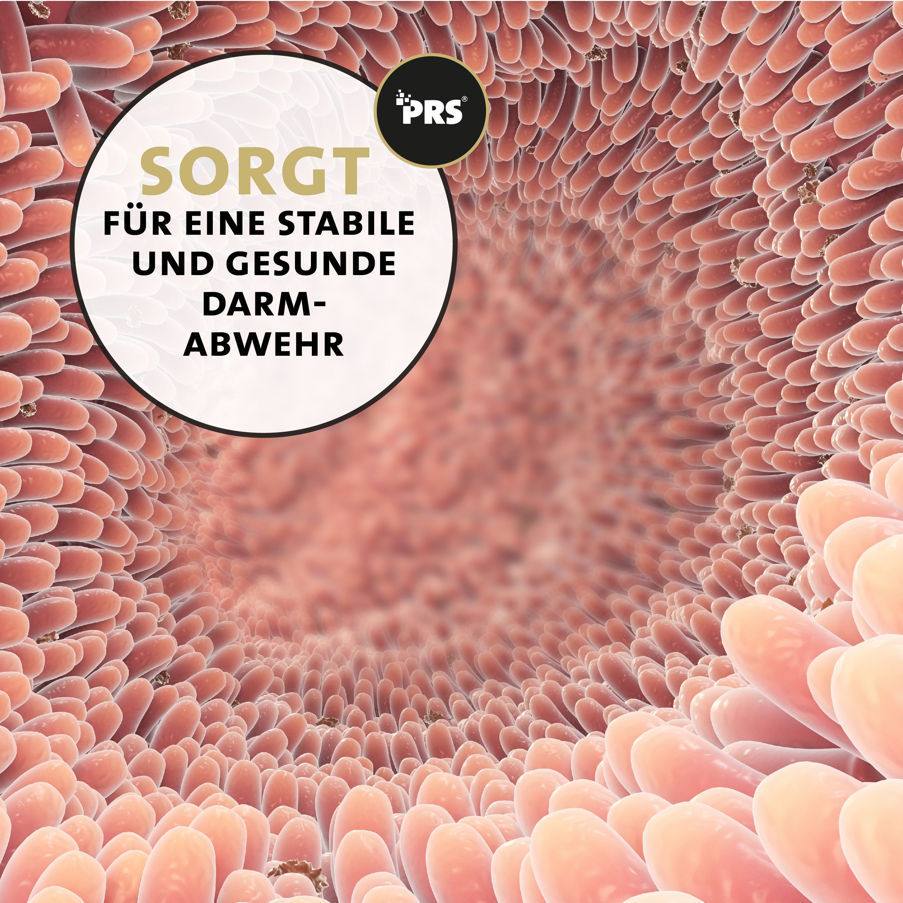 Grafica del tratto digestivo con testo "Sorgt für eine stabile und gesunde Darm-Abwehr".
