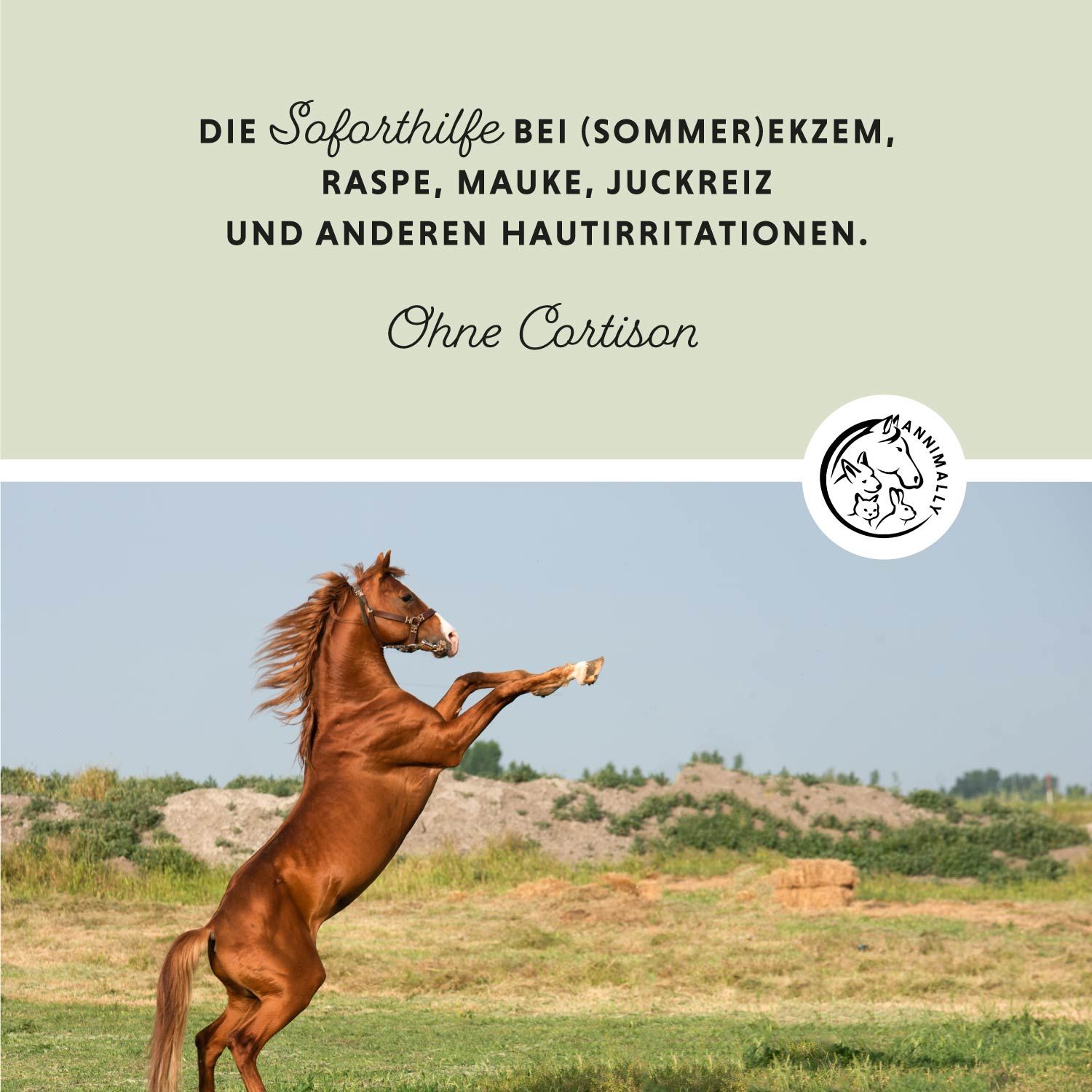 Testo: Aiuto immediato per eczema (estivo), rogna, crosta, prurito e altre irritazioni cutanee. Senza cortisone. Cavallo nel campo.