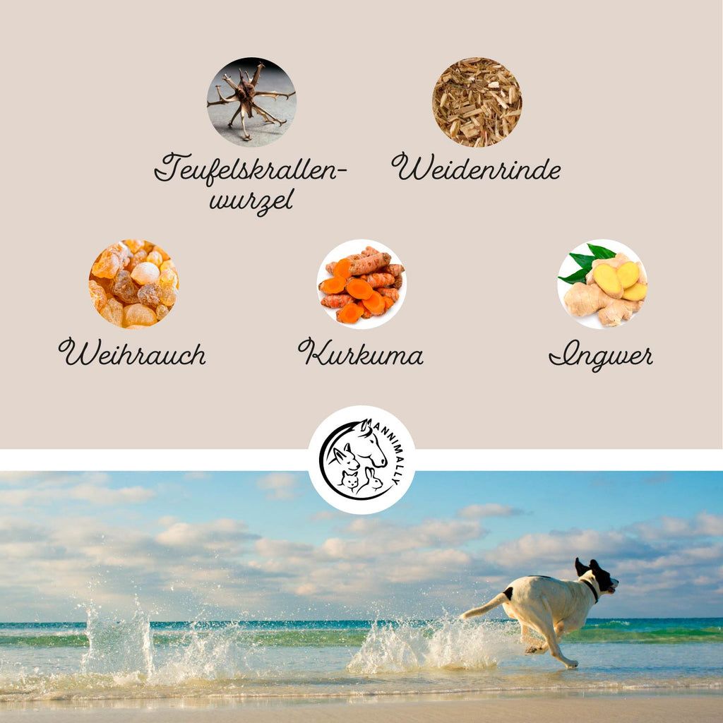 Diversi ingredienti. Artiglio del diavolo, corteccia di salice, incenso, curcuma, zenzero. Cane che corre sulla spiaggia.