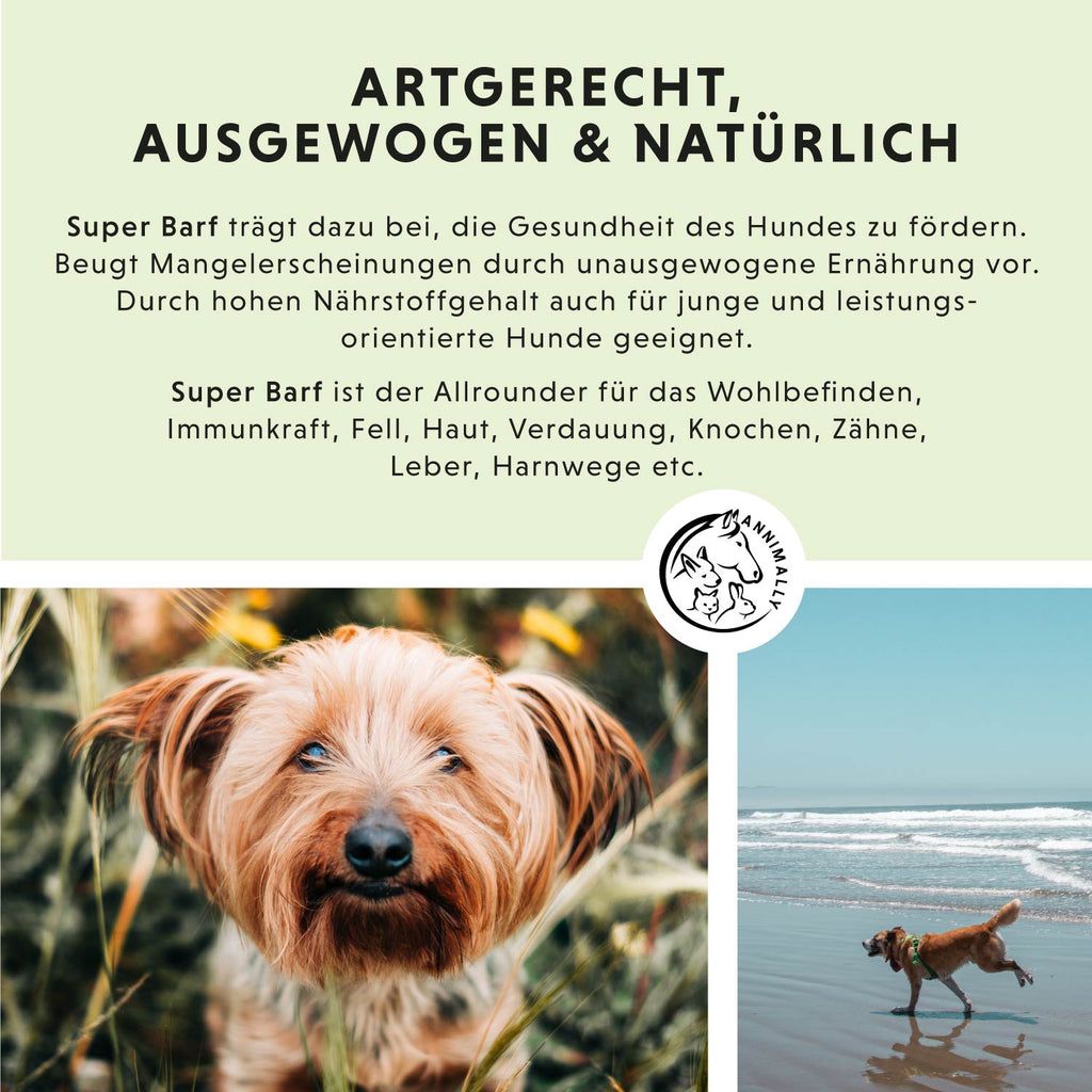 Testo: APPROPRIATO, EQUILIBRATO & NATURALE. Super Barf per la salute. Logo. Foto di cane sulla spiaggia.