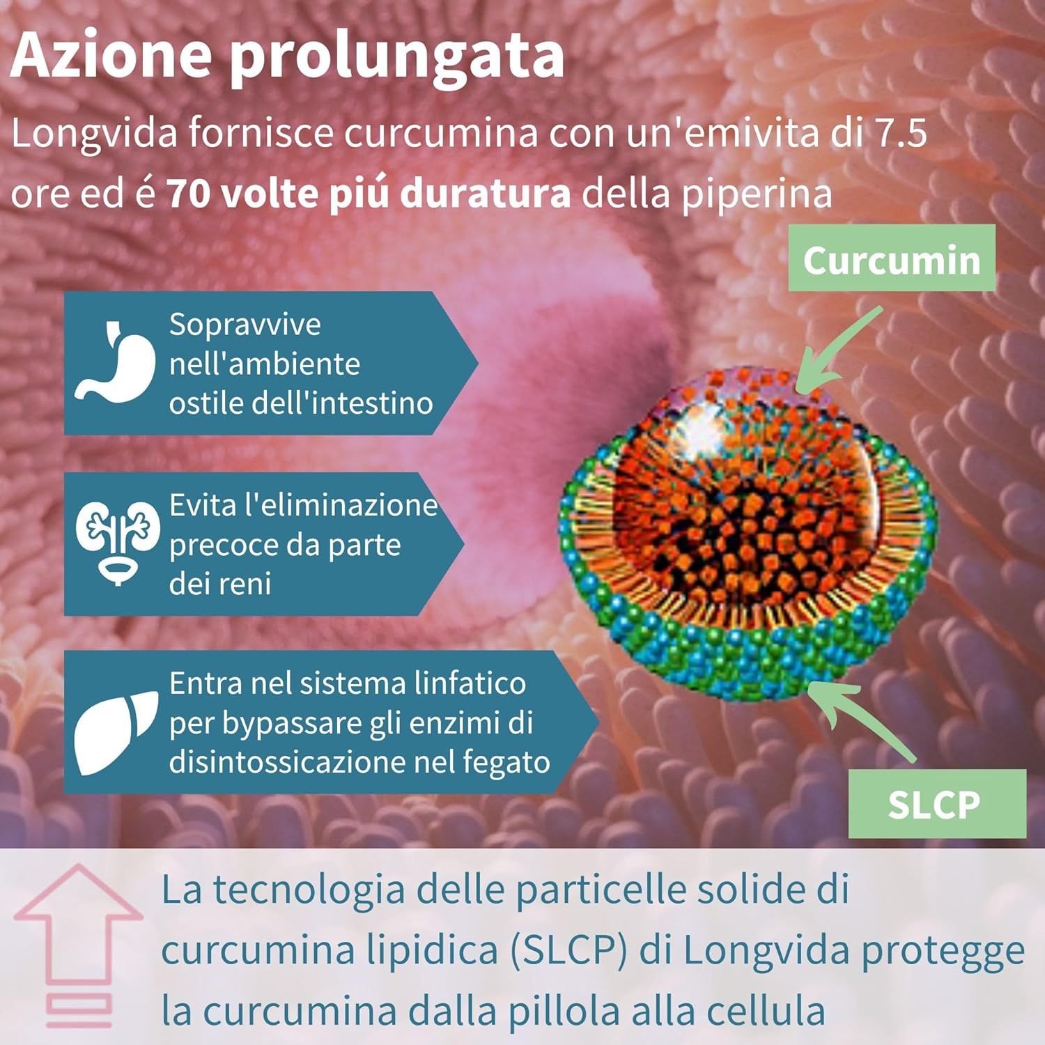Diagramma. Testo: Azione prolungata. Curcumina, tecnologia SLCP. Previene l'eliminazione attraverso i reni.