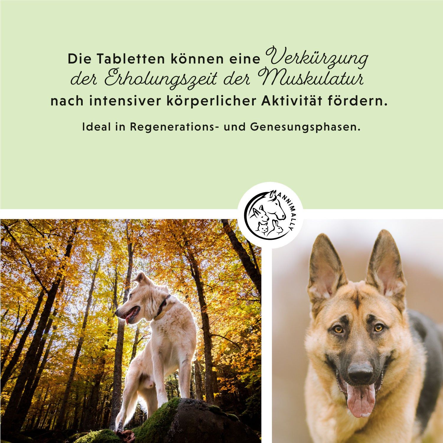 Due cani in un ambiente autunnale. Testo: Le compresse possono favorire una riduzione del tempo di recupero muscolare dopo un'intensa attività fisica.
