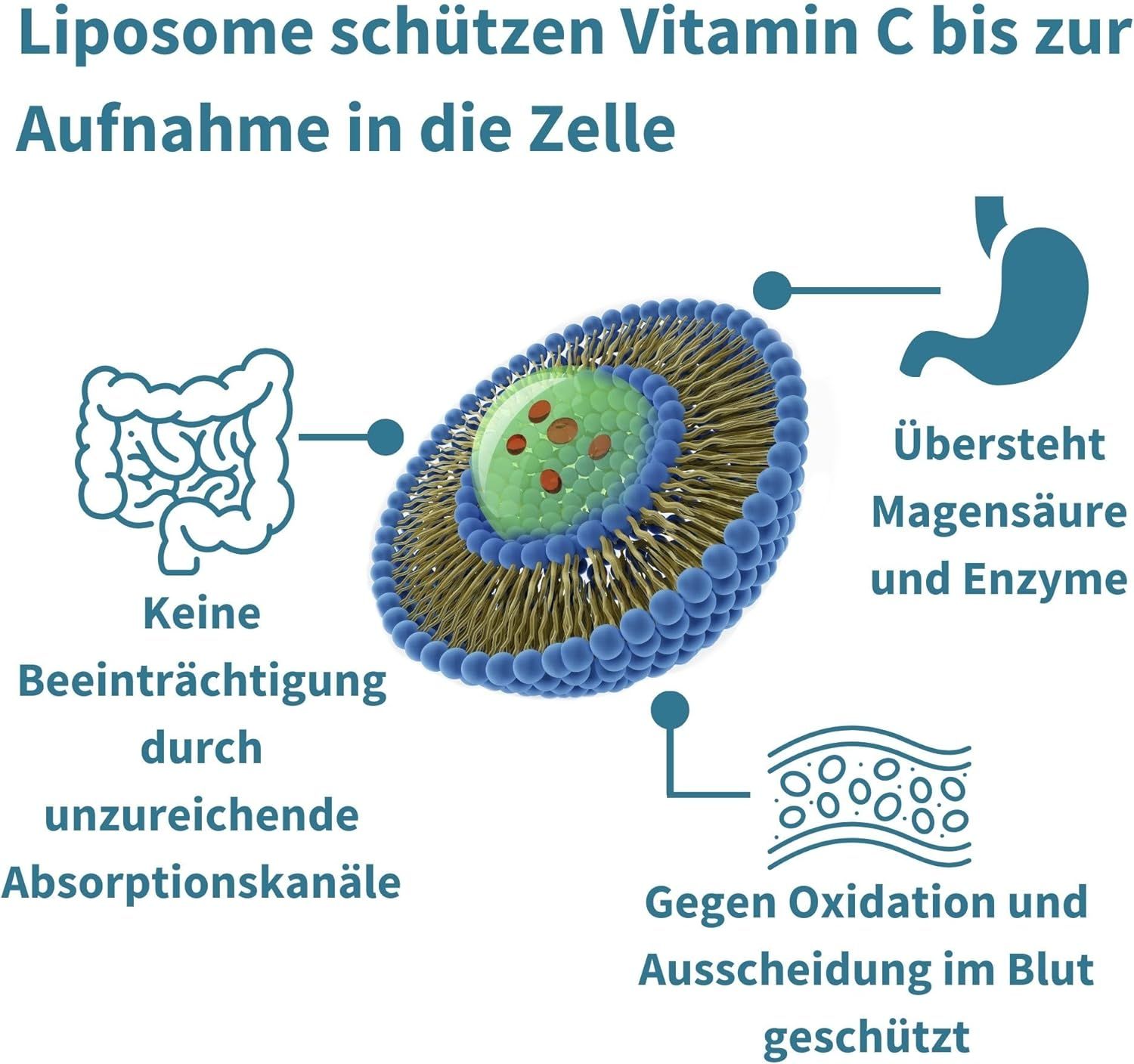Schema. I liposomi proteggono la vitamina C. Vantaggi: Nessuna interferenza, sopravvive all'acido gastrico, protezione dall'ossidazione.