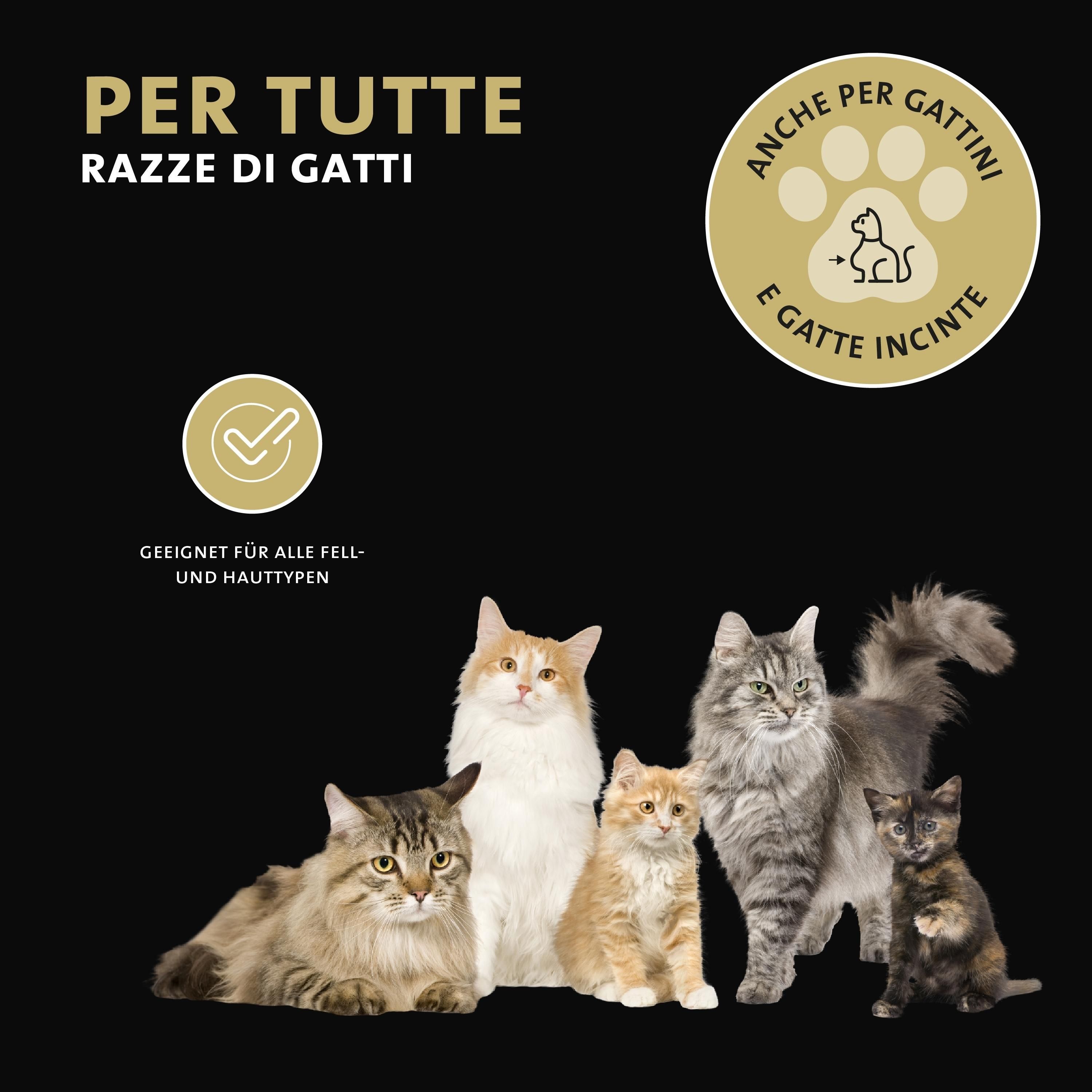 Cinque gatti su sfondo nero, logo Peticare, "Per tutte le razze di gatti".