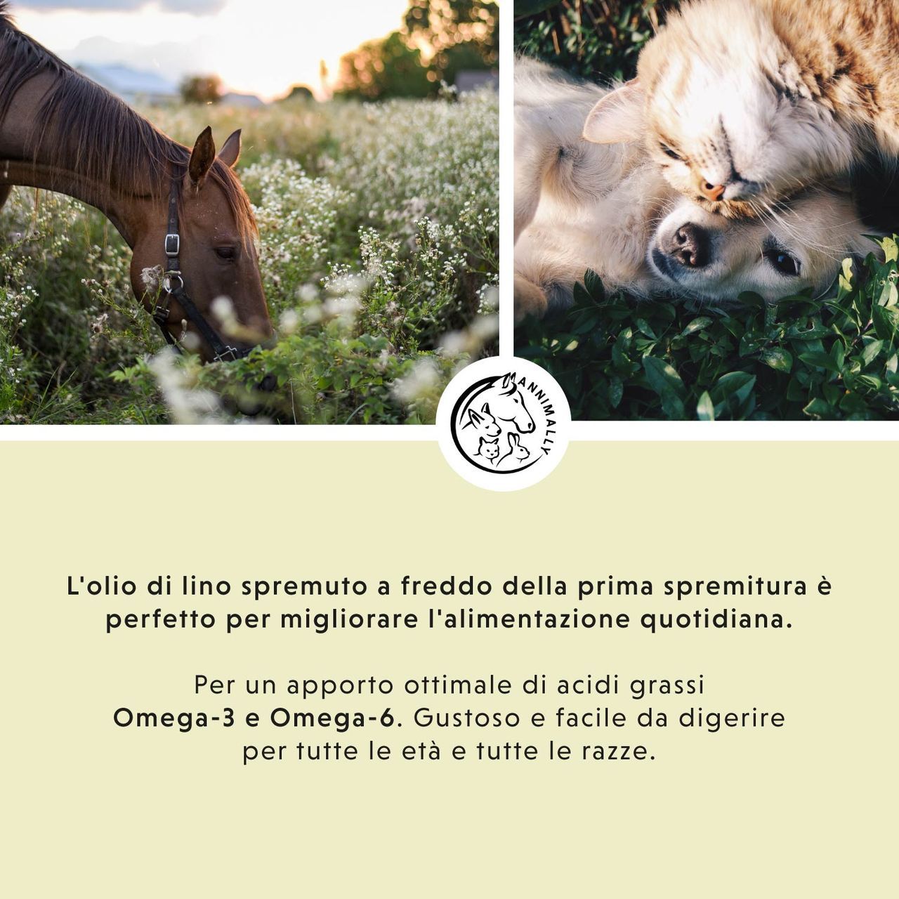 Cavallo e cane in un prato. Testo sull'olio di lino spremuto a freddo e acidi grassi omega-3/6.