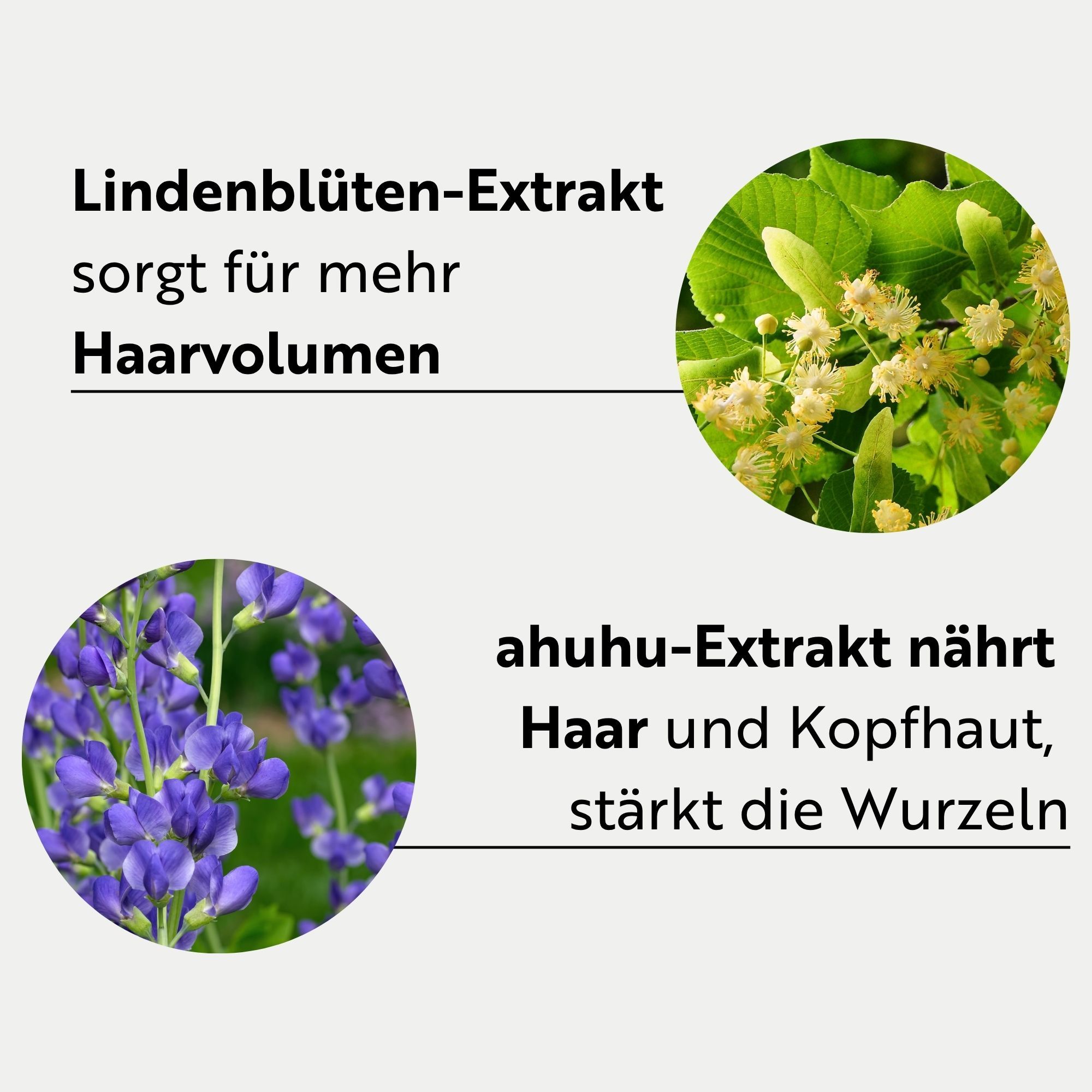 Due cerchi con piante e testo. L'estratto di fiori di tiglio dona più volume ai capelli. L'estratto di ahuhu nutre i capelli e il cuoio capelluto, rafforza le radici.