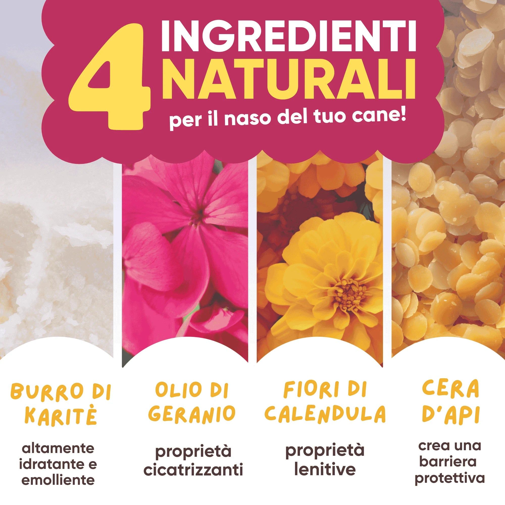 Testo: 4 ingredienti naturali per il naso del tuo cane! Burro di karité, olio di geranio, fiori di calendula, cera d'api.