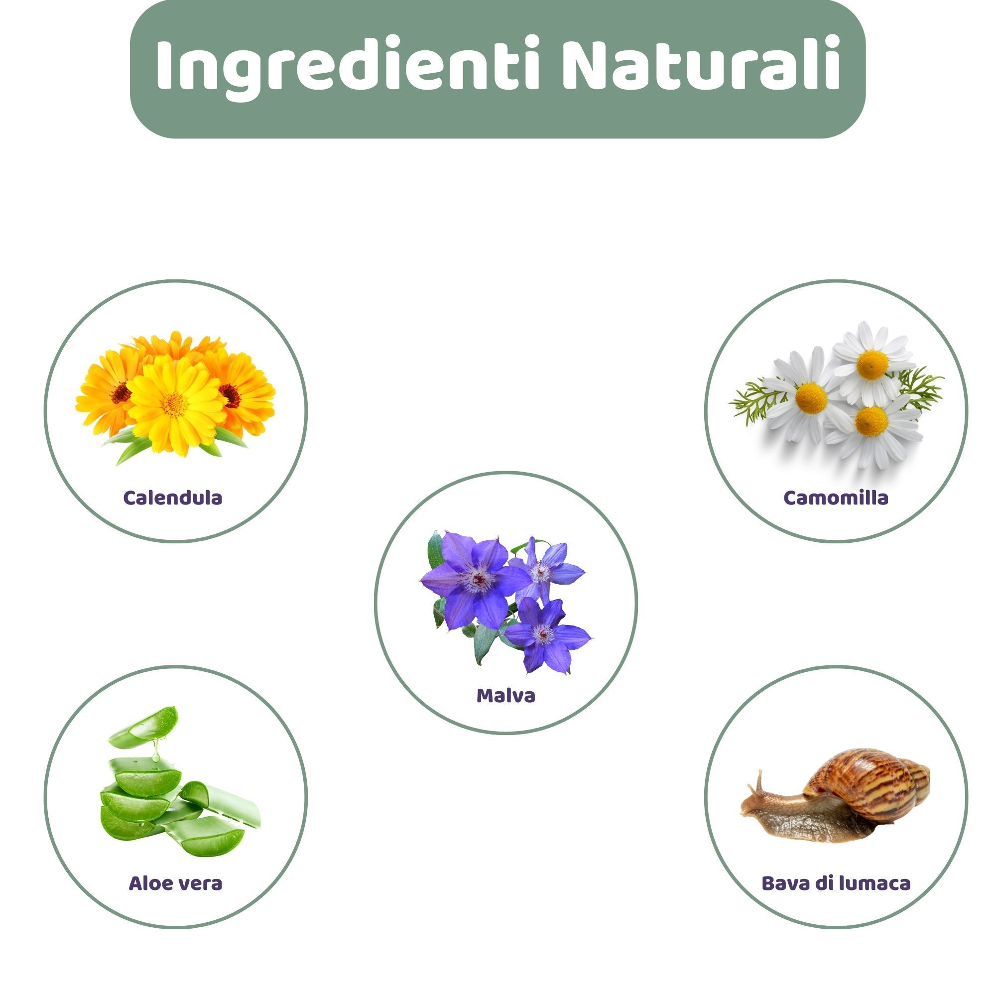 Illustrazioni circolari degli ingredienti: Calendula, Camomilla, Malva, Aloe Vera, Bava di lumaca. Testo: Ingredienti naturali.