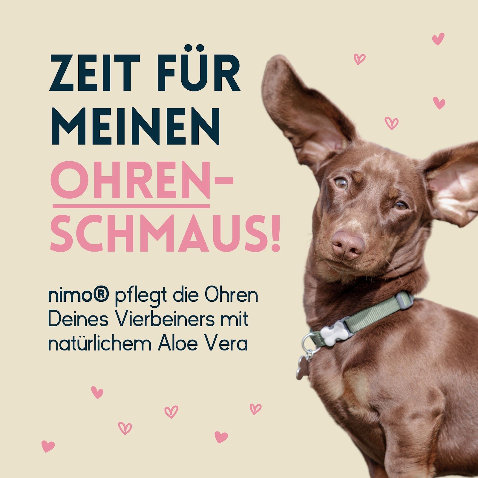 Cane marrone con orecchie alzate, testo: Zeit für meinen Ohrenschmaus! nimo pflegt die Ohren Deines Vierbeiners.