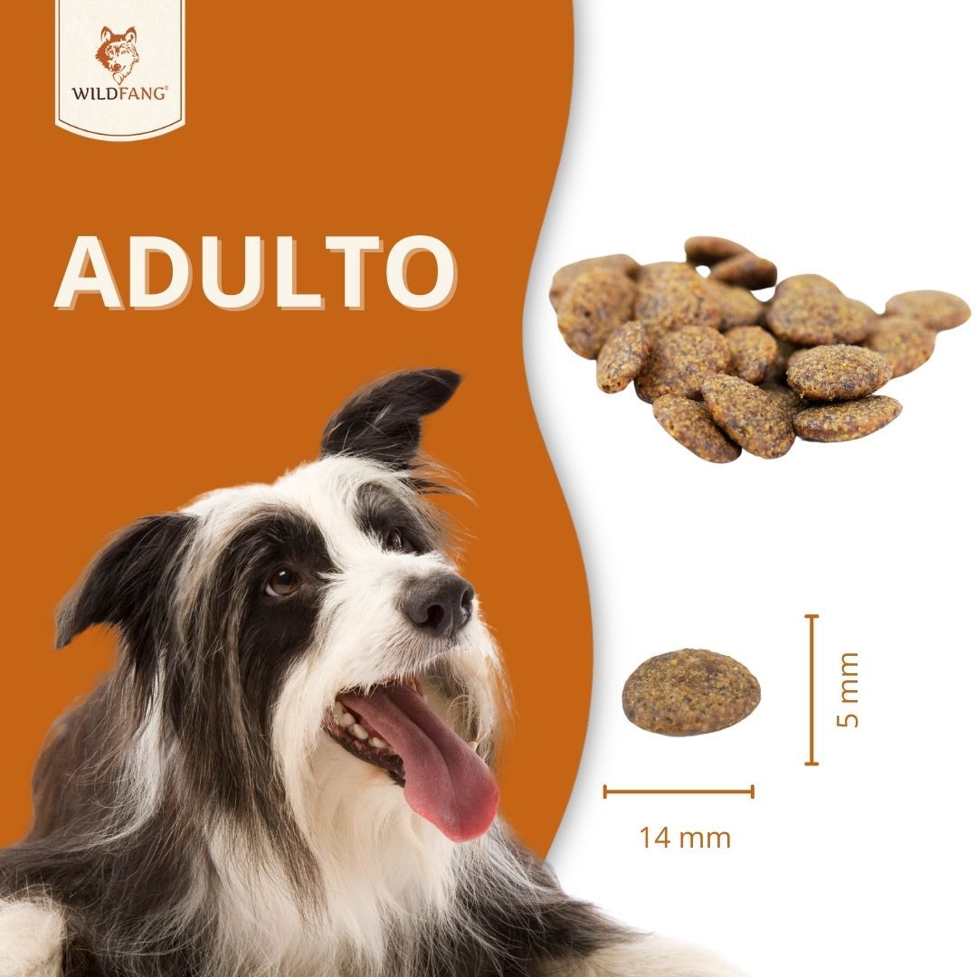 Cibo secco per cani. Mostrato: crocchette, 14 mm di lunghezza, 5 mm di spessore. Cane sullo sfondo.