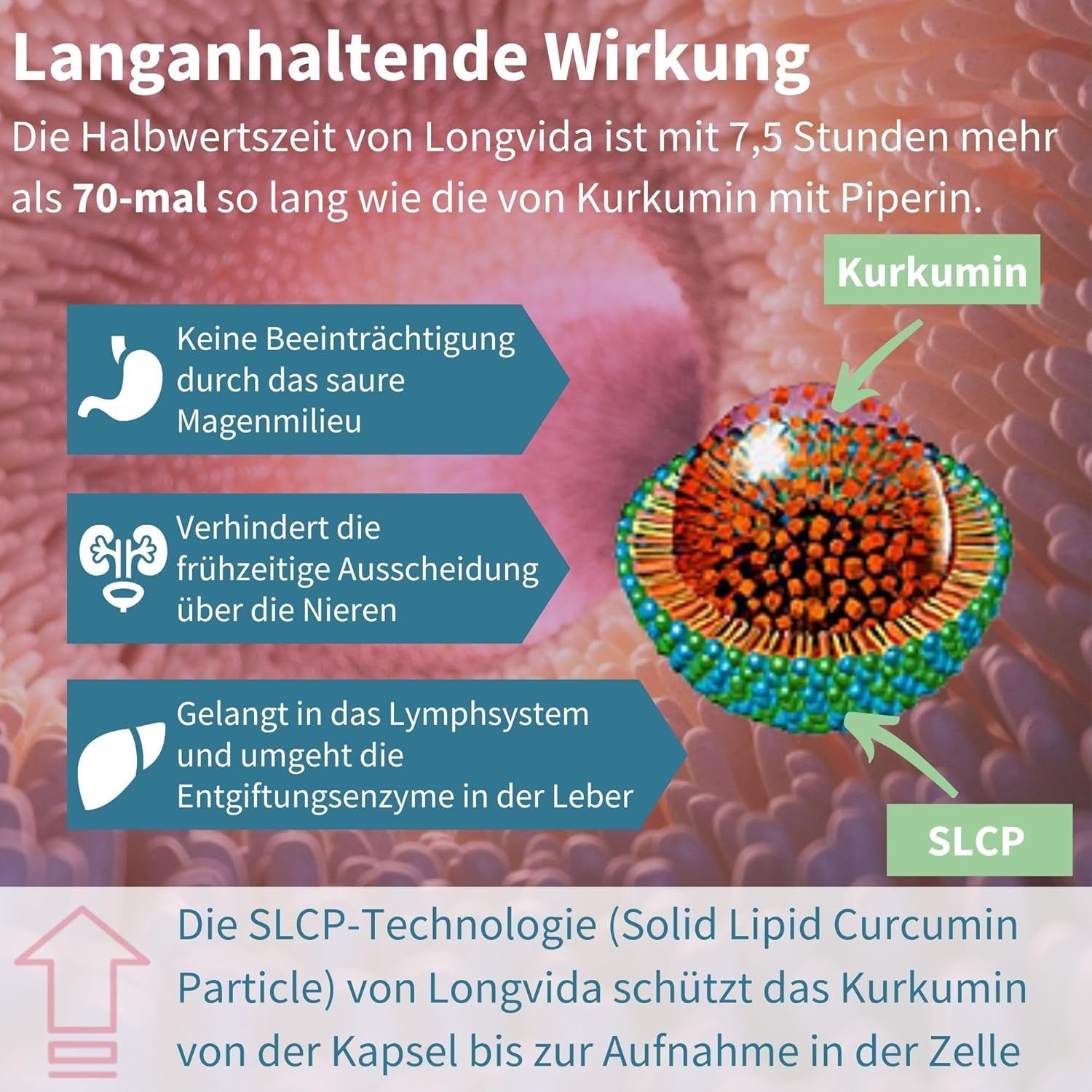 Diagramma. Testo: Azione prolungata. Curcumina, tecnologia SLCP. Previene l'eliminazione attraverso i reni.