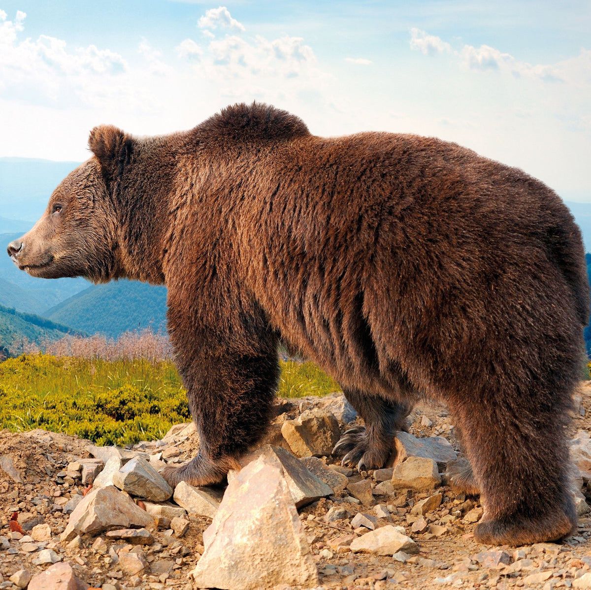 Orso bruno su rocce davanti a un paesaggio montano. L'animale è di profilo.