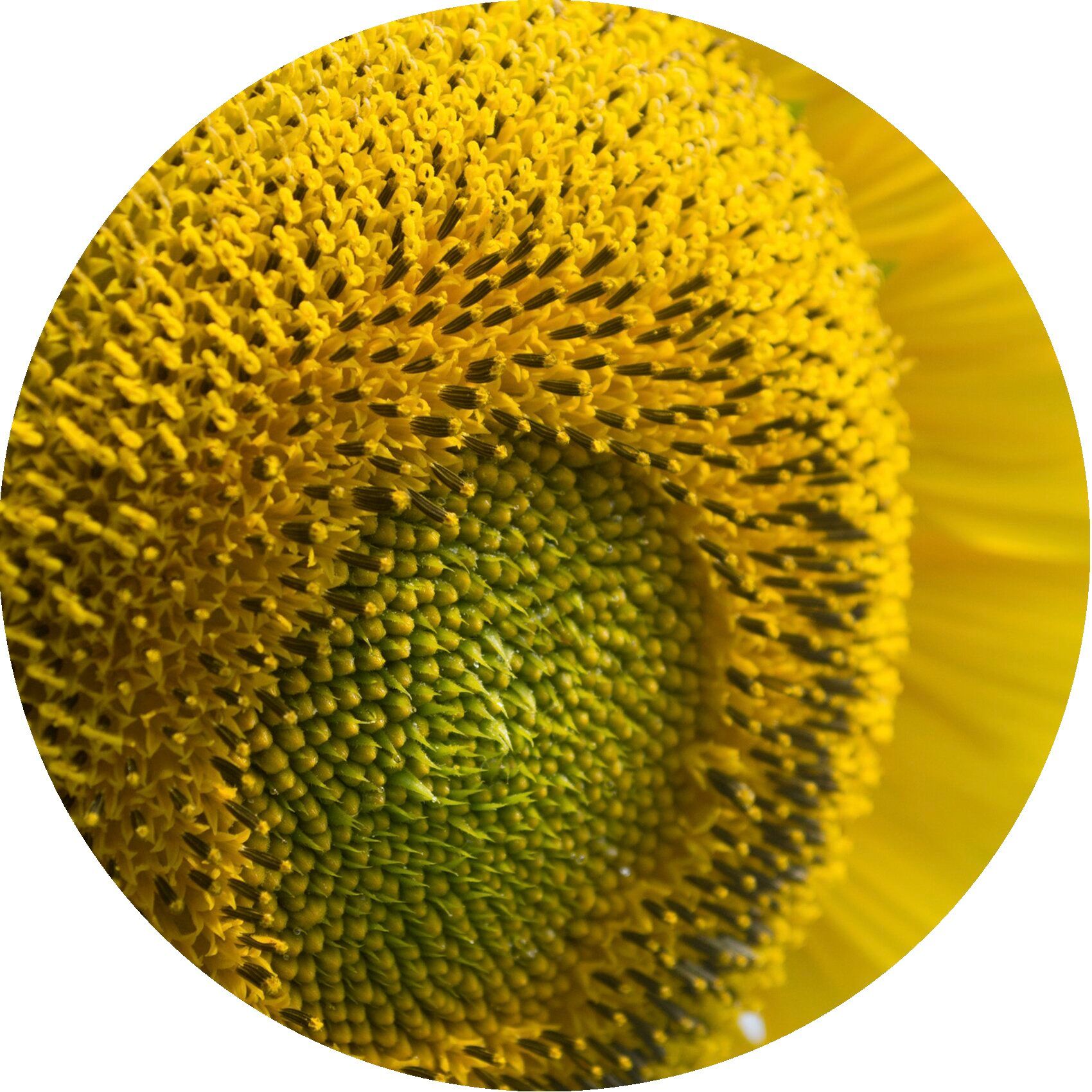 Primo piano di un girasole. Petali gialli, centro verde, semi neri.