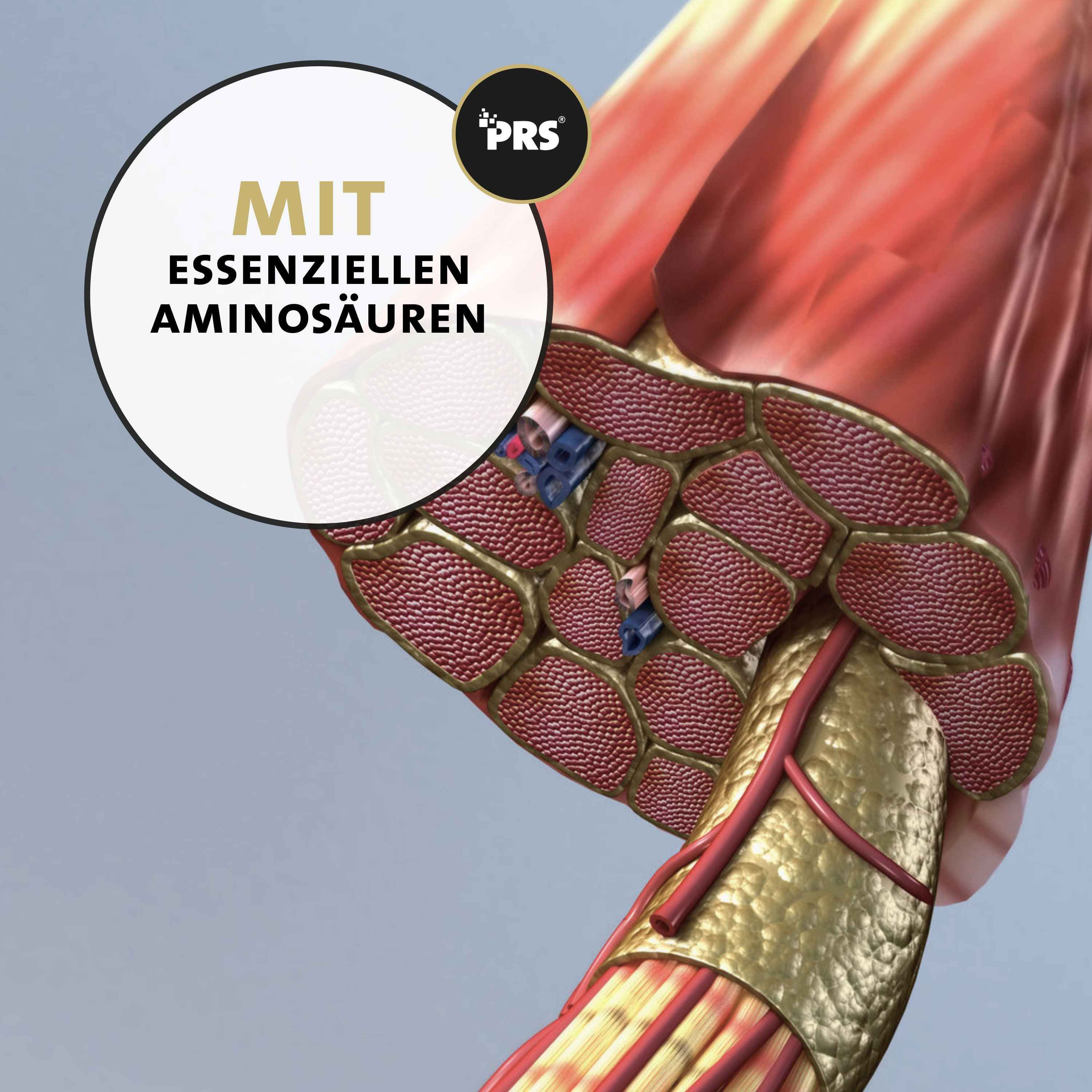 Illustrazione fibre muscolari con amminoacidi, logo Peticare PRS.