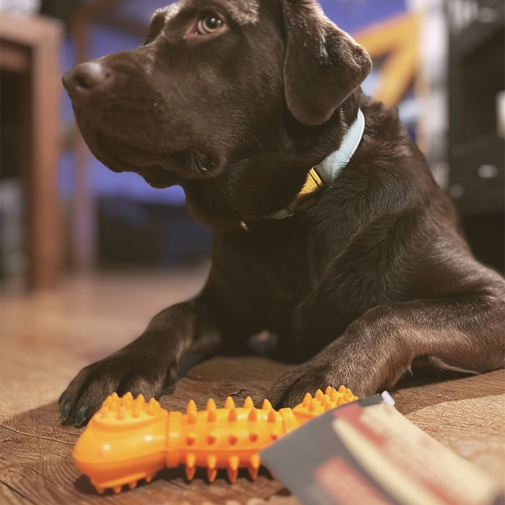 Un cane è sdraiato sul pavimento. Accanto, un osso da masticare e una confezione. L'osso è arancione.