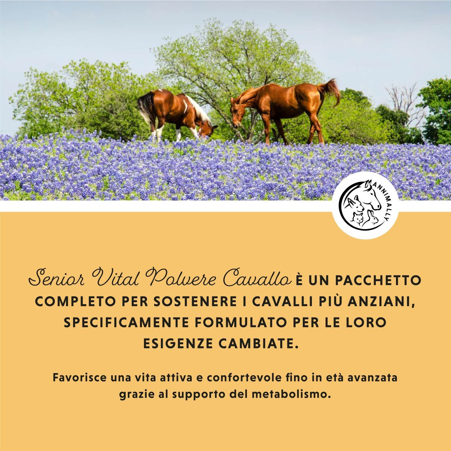 Due cavalli su sfondo giallo. Testo: Senior Vital Pulver Cavallo è un pacchetto completo. Logo con cavallo, cane e coniglio.