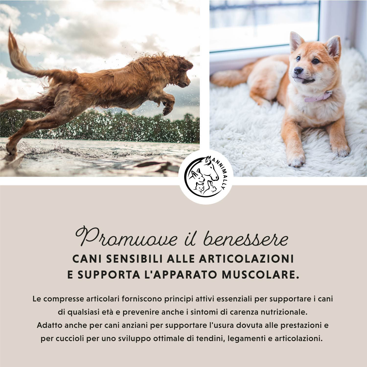 Tabella di testo con cani. Testo: Promuove il benessere. Per articolazioni sensibili. Supporto muscolare.