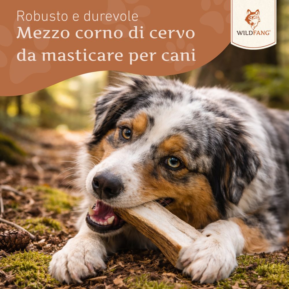 Cane che mastica un corno di cervo da masticare. Il bastone è marrone chiaro. Il cane ha il pelo grigio e marrone. Sfondo: foresta.