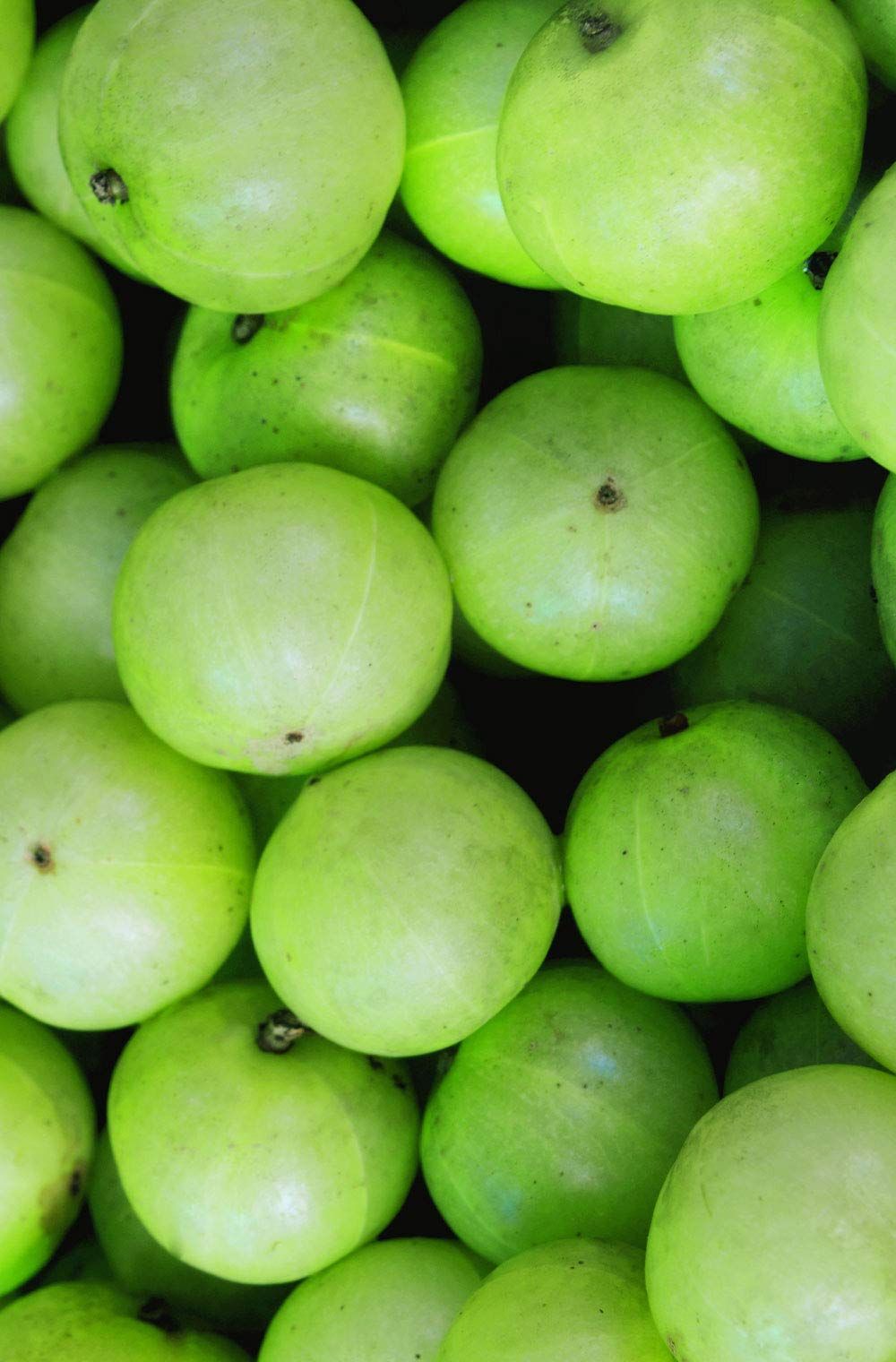 Primo piano di frutti di Amla verdi. Molti frutti rotondi con superficie liscia.