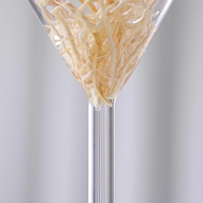 Bicchiere con radici. Radici in un bicchiere. Chiaro, trasparente. Sfondo chiaro.