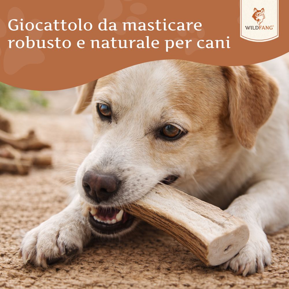 Cane che mastica un corno di cervo da masticare. Il bastone è marrone chiaro. Il cane ha il pelo marrone chiaro. Sfondo: foresta.